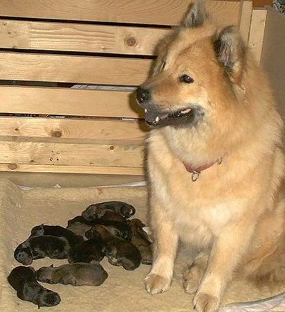 Eurasier Hunde Foto 2387 Eurasier Briska v.Heiligenkreuz mit B-Wurf