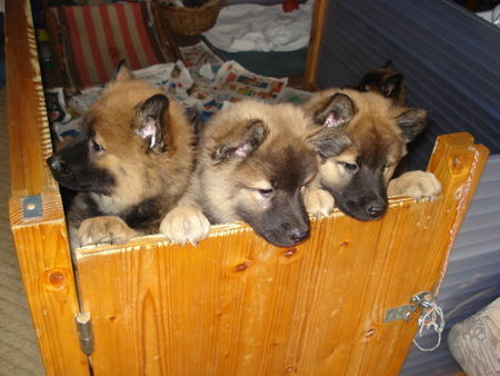 Eurasier C- Welpen vom Bodenseeblick 10 Wochen