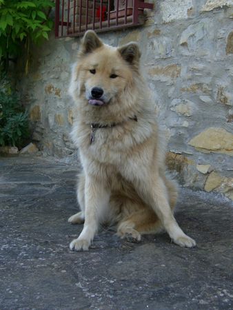 Eurasier Hakira von Tamardan (in der Toskana)