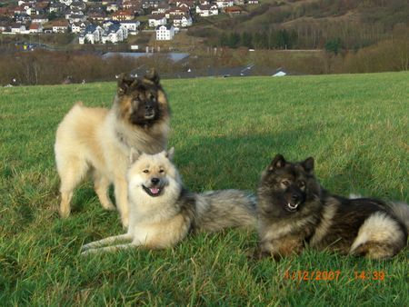 Eurasier Drei Freunde