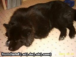 Eurasier Hunde Foto 25829 in höherer Auflösung ansehen Eurasier Curly von den kleinen Wilden