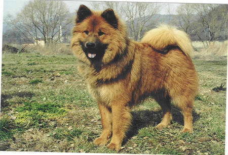 Eurasier Hunde Foto 29293 in höherer Auflösung ansehen Eurasier Casanova von Massow-Krummau