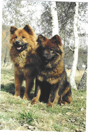 Eurasier Hunde Foto 29295 Eurasier Agi + Casanova