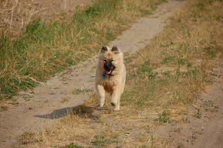 Eurasier Hunde Foto 33124 Eurasier Chila gibt Gas