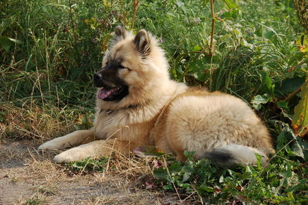 Eurasier Hunde Foto 33125 Eurasier Chila macht Siesta