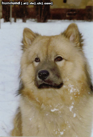 Eurasier Hunde Foto 25626 in höherer Auflösung ansehen Eurasier Cjango vom Steigererhof