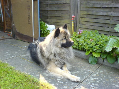 Eurasier Hunde Foto 31688 in höherer Auflösung ansehen Eurasier