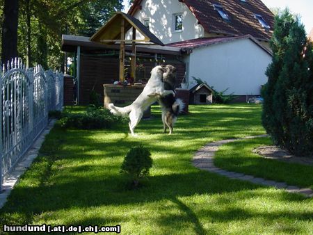 Eurasier Hunde Foto 16590 in höherer Auflösung ansehen Eurasier Ein Tanzendes Paar