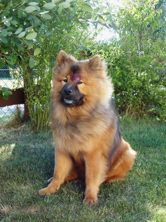 Eurasier Amadeus 9 Monate alt