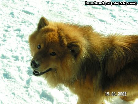Eurasier Hunde Foto 23186 Eurasier Bode Vom Tal der Raben