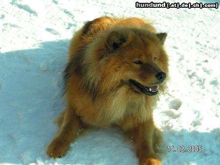 Eurasier Hunde Foto 23180 Eurasier Bode Vom Tal der Raben