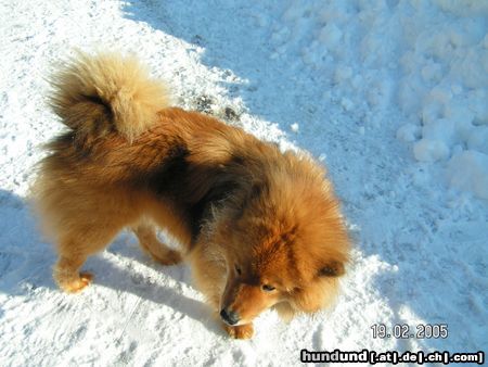 Eurasier Hunde Foto 23181 Eurasier Bode Vom Tal der Raben