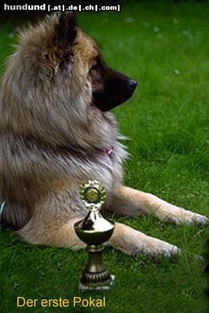 Eurasier Hunde Foto 11630 Eurasier Eurasier-Rüde Asterix von den Prinzensteinen