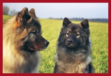 Eurasier Hunde Foto 36310 in höherer Auflösung ansehen Eurasier Ouyazhou Xiao Lang mit Schwester Pengyou Suying vom Traventhal - Januar 2007