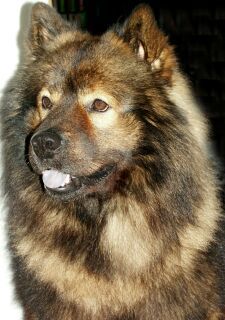 Eurasier Hunde Foto 1455 Eurasier Österr. Deckrüde Arras vom Amselgarten