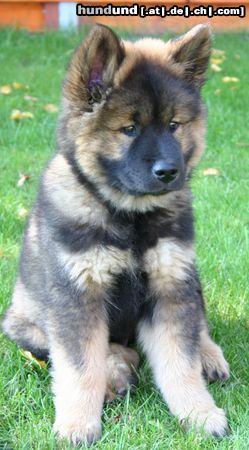 Eurasier Hunde Foto 25535 Eurasier Ewan vom Plauer See mit 10 Wochen