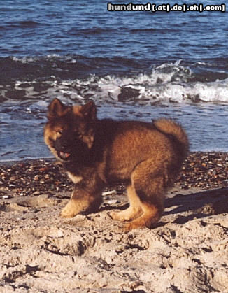 Eurasier Hunde Foto 26083 Eurasier Ewan am Strand