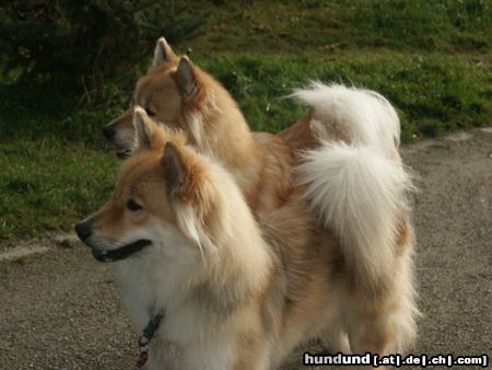 Eurasier Hunde Foto 20545 Eurasier Ginger und Anjuli vom Eurasier- Echo