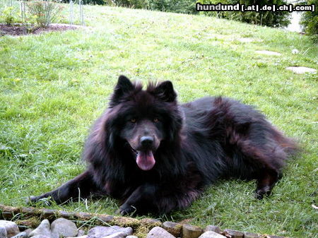 Eurasier Hunde Foto 25087 Eurasier