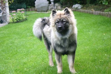 Eurasier Macho