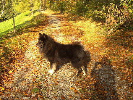 Eurasier Arass vom Bodenseeblick 4 Jahre