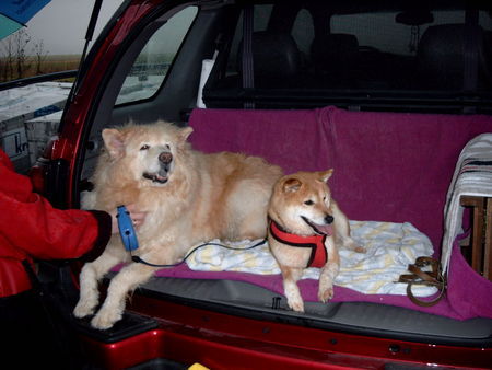 Eurasier Herkules und Akemi beim warten