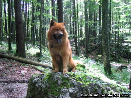 Eurasier Hunde Foto 24686 in höherer Auflösung ansehen Eurasier Eurasierrüde Czes 4Jahre