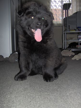 Eurasier Hunde Foto 27273 Eurasier Ilvaro vom Lands End 8 Wochen alt