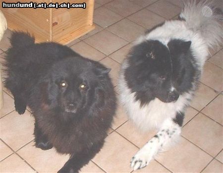 Eurasier Hunde Foto 25841 Eurasier 2 Freurasier