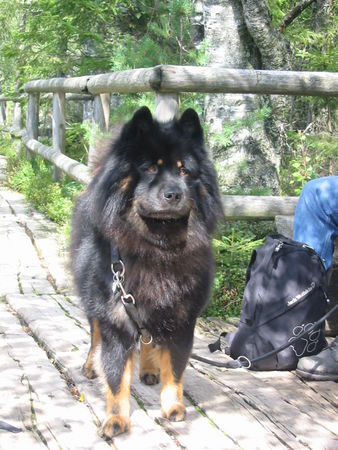 Eurasier Hunde Foto 27654 in höherer Auflösung ansehen Eurasier Byron vom Steigerer Hof