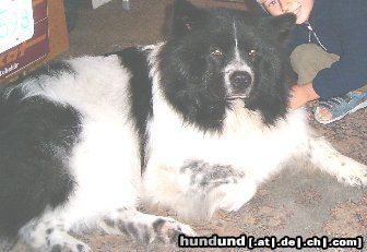 Eurasier Hunde Foto 25232 Eurasier 100%reinrassiger Eurasier mit Papieren!