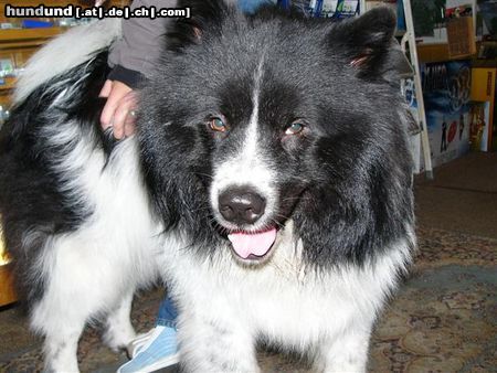 Eurasier Hunde Foto 25842 Eurasier Schnuffy