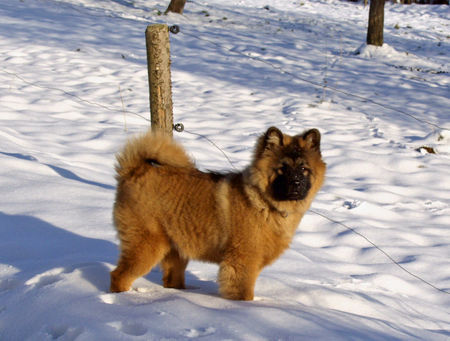 Eurasier Hunde Foto 28132 in höherer Auflösung ansehen Eurasier Aragon im Schnee