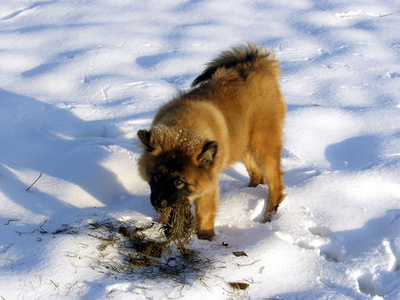 Eurasier Hunde Foto 28133 in höherer Auflösung ansehen Eurasier Aragon im Schnee