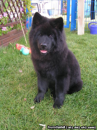 Eurasier Hunde Foto 25473 in höherer Auflösung ansehen Eurasier A-Nele von Wolferdingsen 20 Wochen alt
