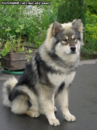 Eurasier Hunde Foto 24977 in höherer Auflösung ansehen Eurasier Und es geht mir super!