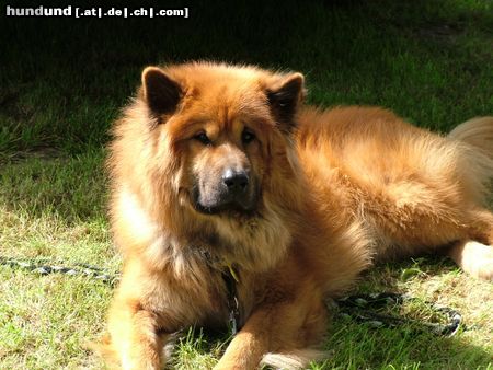 Eurasier Hunde Foto 12479 Eurasier Eurasierrüde Czes 3 Jahre