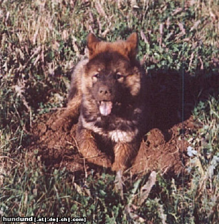 Eurasier Hunde Foto 26084 in höherer Auflösung ansehen Eurasier ... und jetzt auf die Couch !!!