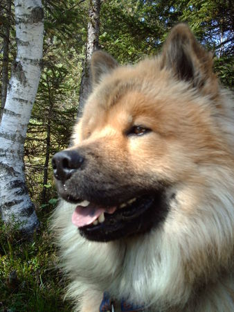 Eurasier Baiko vom Kleinbodenbach 14 Monate