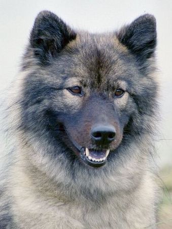 Eurasier Meine Suying