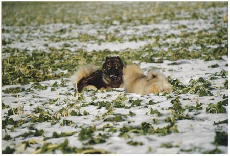 Eurasier Hunde Foto 30552 Eurasier Suying mit Anukis im Schnee