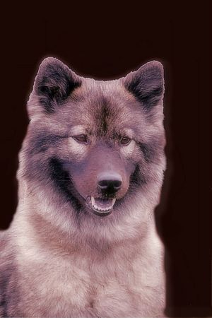 Eurasier Der Traumhund - Eurasier Hündin Suying