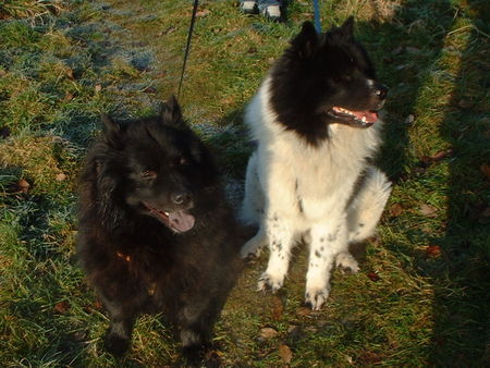 Eurasier Diva und Teddy