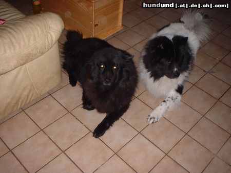 Eurasier Hunde Foto 25743 Eurasier Ein hübsches Paar !!