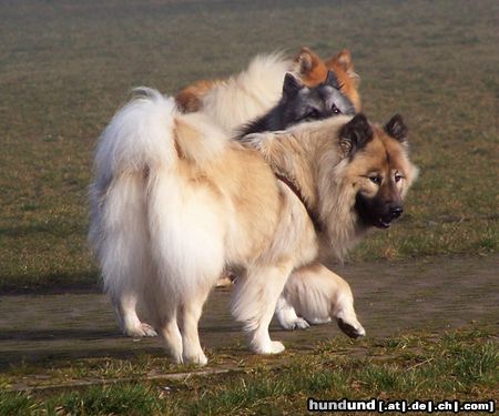 Eurasier Hunde Foto 45175 Eurasier Eurasier