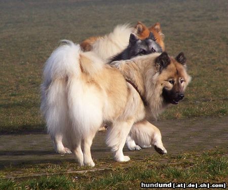 Eurasier Eurasier