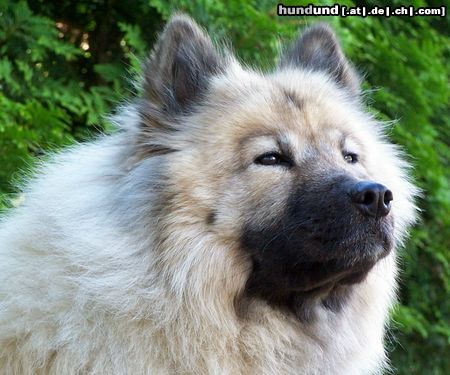 Eurasier Eurasier