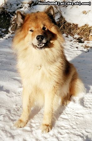 Eurasier Hunde Foto 5328 Eurasier Eurasier-Rüde, Zanto von Aetzrüti, 11 Jahre