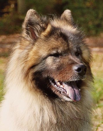 Eurasier Eurasier Rüde Xiao Lang 