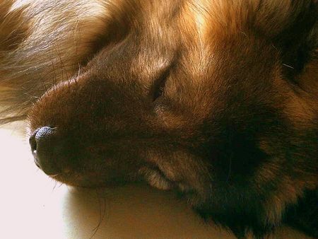 Eurasier Schöne Träume...